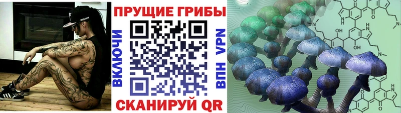 Купить где  Старая Русса  Галлюциногенные грибы Cubensis 